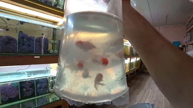 НОВЫЕ ЖИЛЬЦЫ