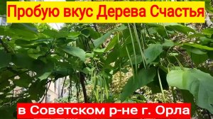 250925 Пробую вкус Дерева Счастья катальпы стручк похож фасоль город Орёл Дерево обезьяньих хвостов