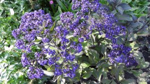 Гелиотроп - очень красивый цветок!