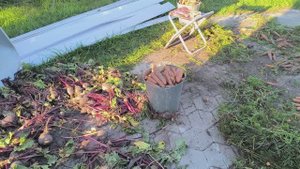 Уборка урожая.Жизнь в деревне.23-09-2025г.