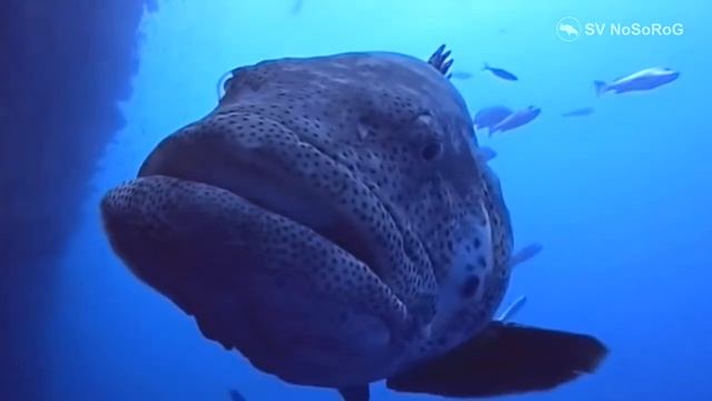 Каких рыб из семейства Каменные окуни (Serranidae Swainson, 1839) обычно относят к Груперам ?