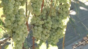 Виноградники