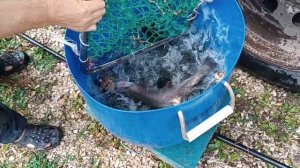 Привоз форели 23.09.25