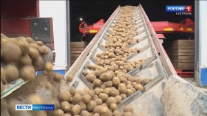 Виды на урожай: в Костромской области завершается уборка картофеля