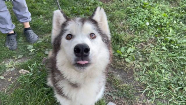 Вопреки всем прогнозам возвращается к жизни!  Норд