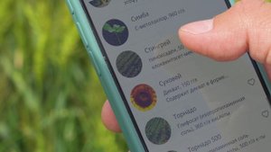 Применение гербицида Стингрей® на озимой пшенице