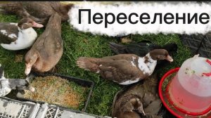 Похолодало. Снова переселение.