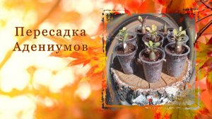 Пересадка адениумов