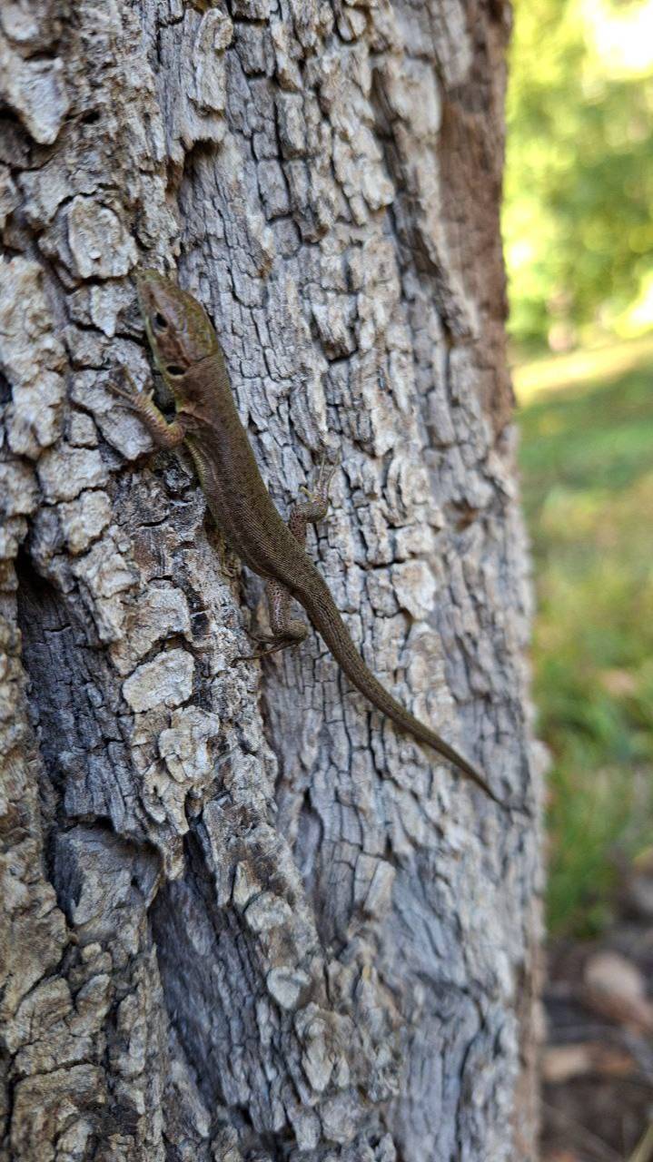 🦎 ящерка