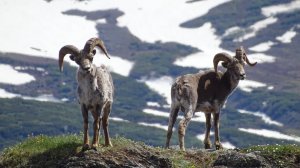 Лето - снежные бараны "раздеваются".