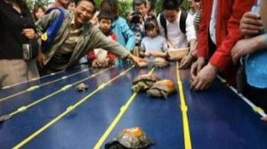 Китай. Город Циндао. Гонки черепах (с комментариями) :)