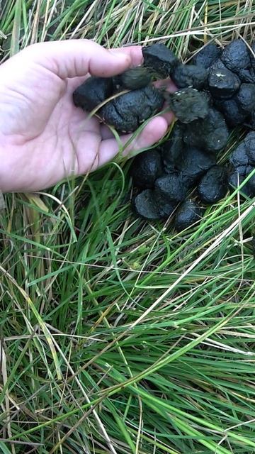 Насрал кто-то