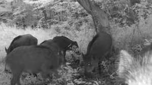 Кабанчики фото ловушка