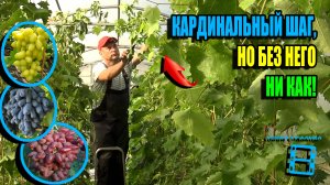 ЗАЧЕМ ДЕЛАЮ ПРЕДВАРИТЕЛЬНУЮ ОБРЕЗКУ ВИНОГРАДА? СЕВЕРНЫЙ ВИНОГРАДНИК 25-33