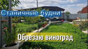 Обрезка винограда.Работы в теплице.Станица НАТУХАЕВСКАЯ
