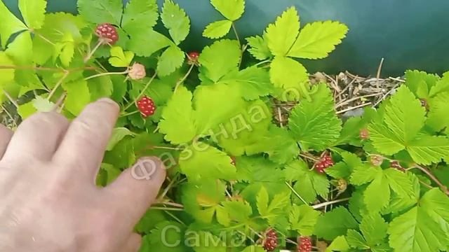 Самара. Княженика и морошка (Нюбю) плодоношение в средней полосе.Фазендатор