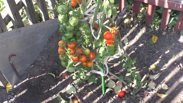 Последний помидор на моем огороде