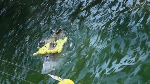 Белка и Стрелка играют в бассейне..