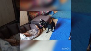 Мумми и малыши🤎🧡🖤