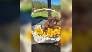 Бельгийский гриффон. Шоколадный. Балу 2мес.