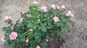 просто весна