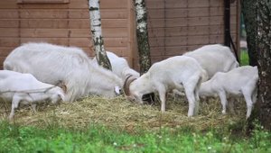 КСТП "Карамат"