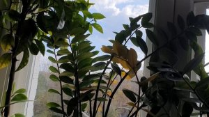 Мне бы крылья...