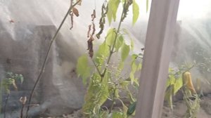 Первые сентябрьские заморозки. Последняя сентябрьская малина. СЕМЬЯ НА ДАЧЕ #281.