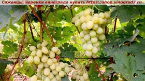 СПОНСОР 25