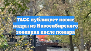 ТАСС публикует новые кадры из Новосибирского зоопарка после пожара
