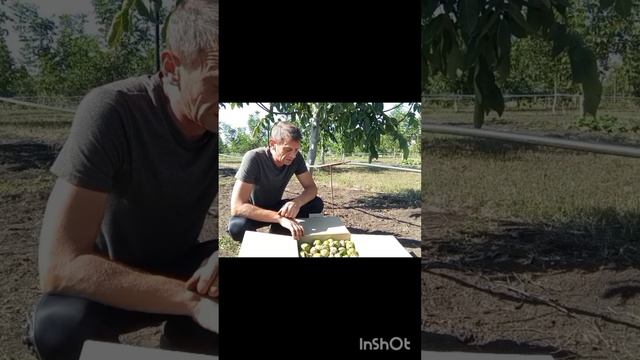 Лучший грецкий орех в молочной спелости. Сезонное предложение.