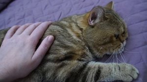 ASMR / Поглаживание кота №1