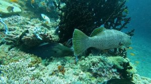 Мурена, чёрнопятнистый групер, зебра-парусник Moray eel, black-spotted grouper, zebra sailfish. Mald