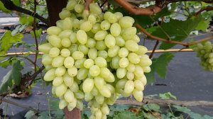 Нептун сосковидный и к-ш Столетие