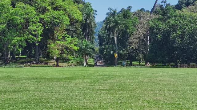 Шри-Ланка. Сцена 14. Королевский ботанический сад и дерево Николая Второго