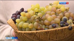 Рязанские виноградари собирают урожай