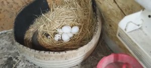 Едем собирать яйца куриные