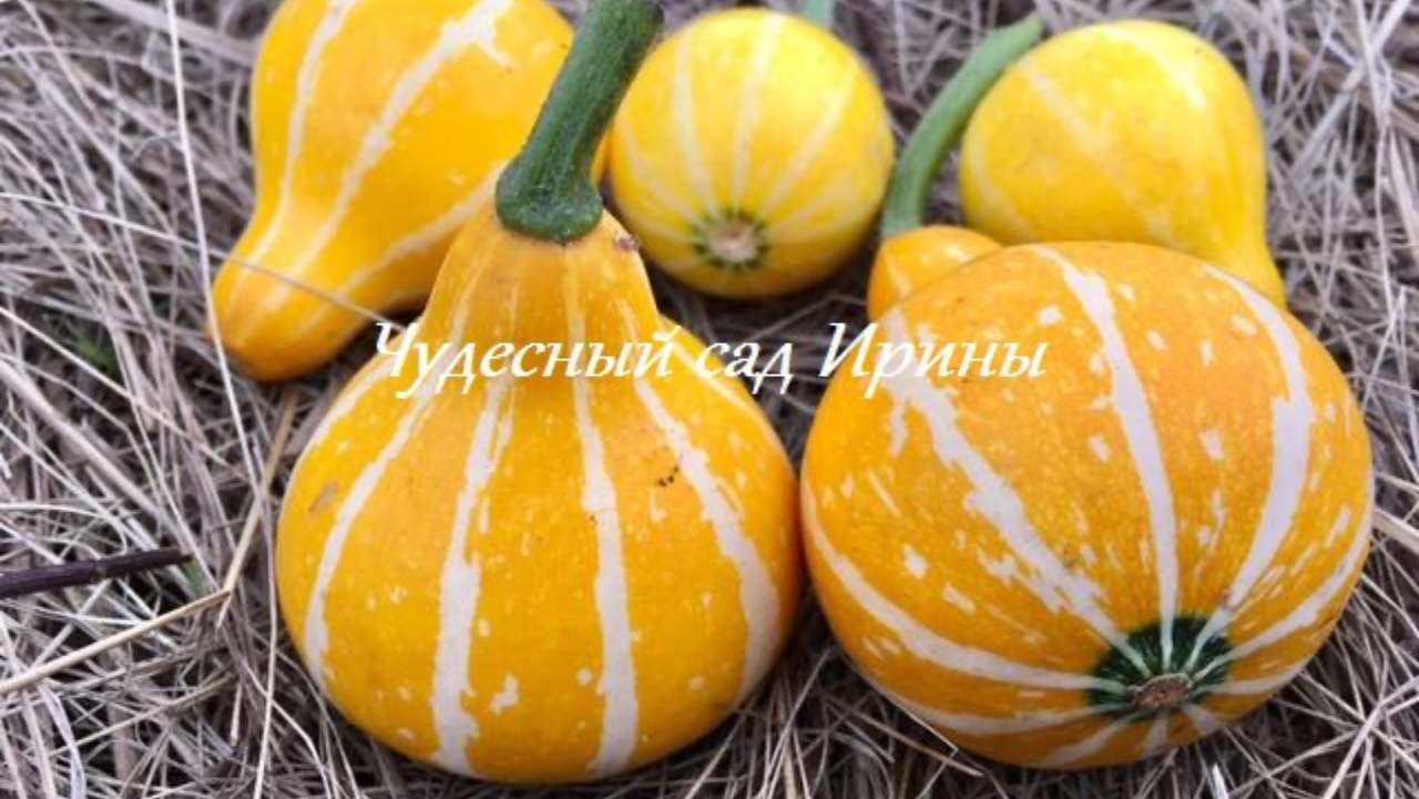 Чудесный сад Ирины. Тыква декоративная
