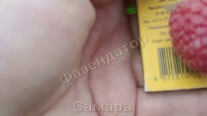 Самара. Малиновое дерево на песке. Малина сорт Таруса. Фазендатор