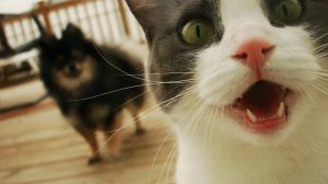 ПРИКОЛЫ С ЖИВОТНЫМИ ДО СЛЕЗ #219 Смешные КОТЫ И СОБАКИ  Приколы