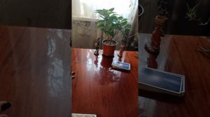 Таро.Будет ли встреча.