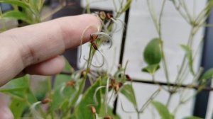 Первые семена на новом жгучем клематисе фламмула (Clematis flammula) в сентябре 2025.