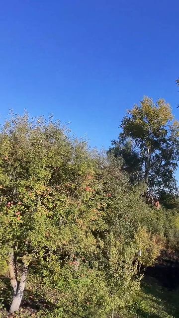 FPV. Яблоки поспели! шортс