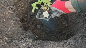 Сажаю гортензии, все по порядку.