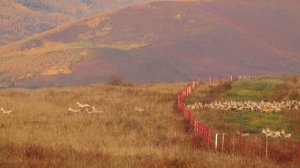 Учет дзеренов сентябрь 2025