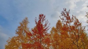 Моя осень... "ВИДЕОПОЭЗИЯ". Читает автор А. Шведун, видео, монтаж О. Дзиов