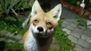 (1122) Лиса приходит в гости. Сентябрь 2025