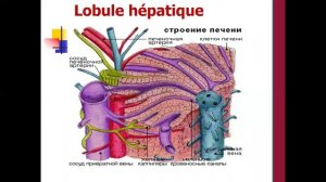 pathologie hépatique (2)