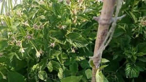 Самара. Малиновое дерево. Малина сорт Таруса. Фазендатор