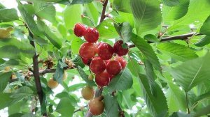 первые фрукты